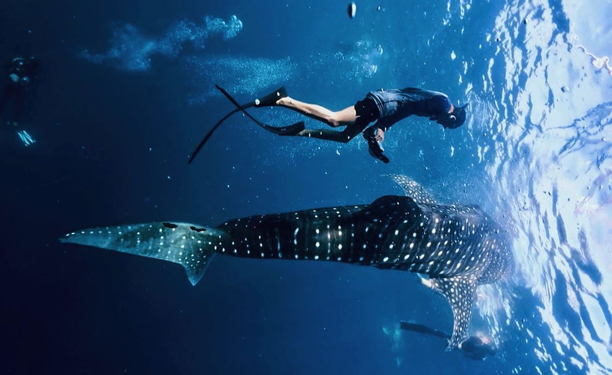 Whale Shark